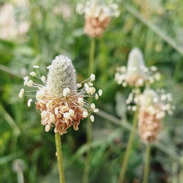 Plantago lagopus Kwiat