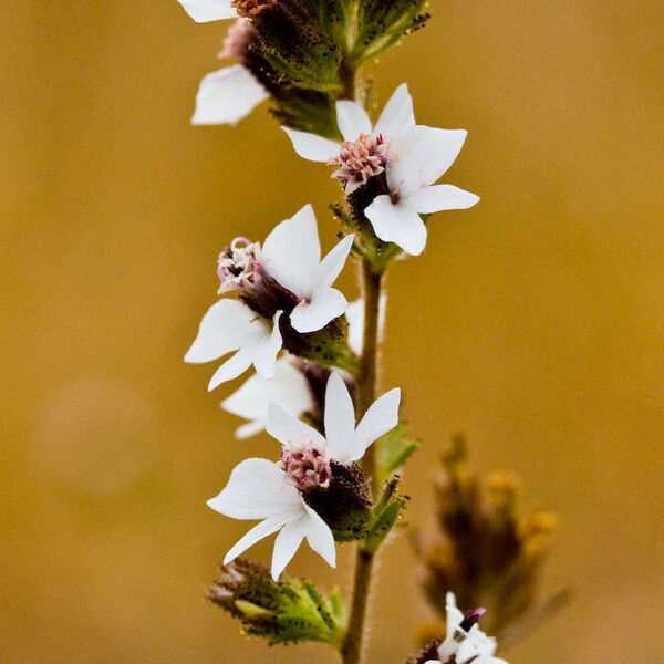 Calycadenia multiglandulosa Kwiat