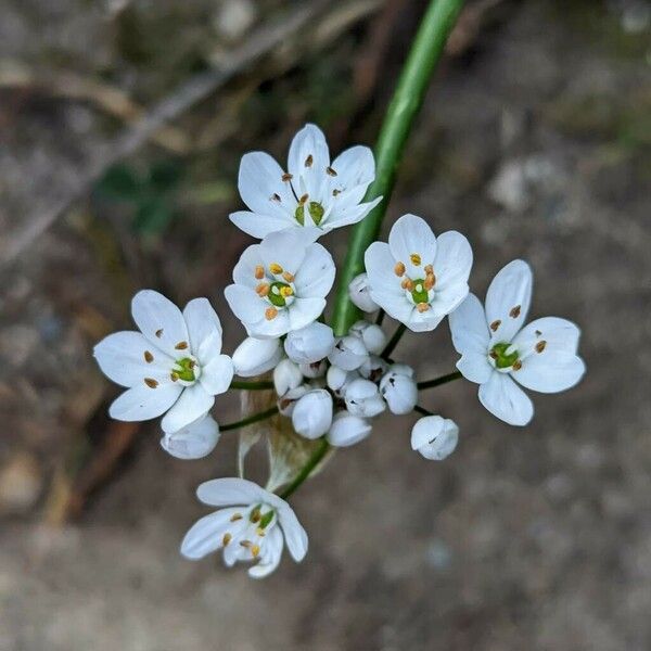 Allium subhirsutum Blüte