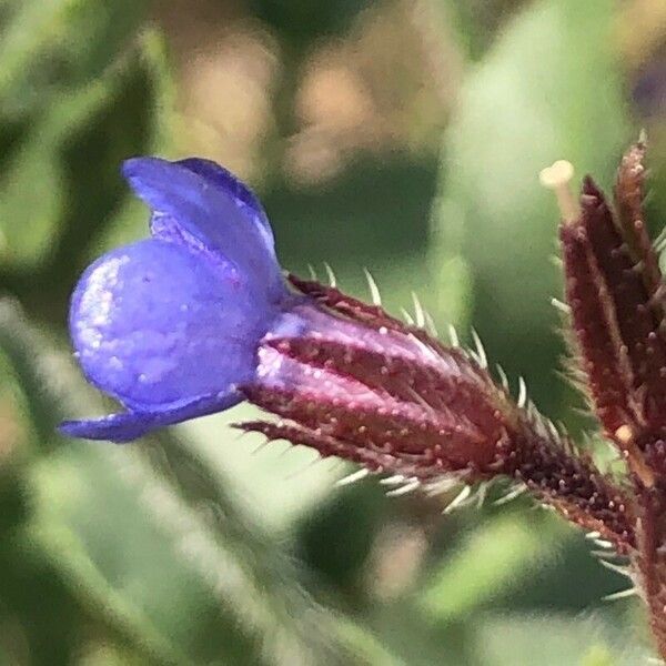 Anchusa azurea 花