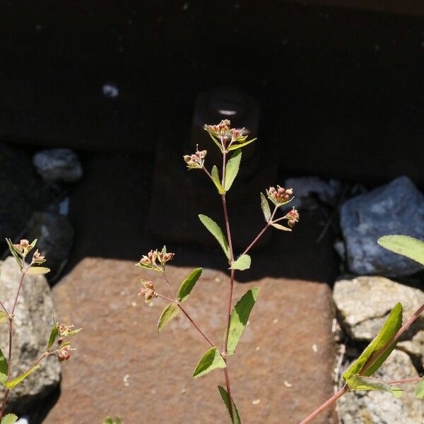 Euphorbia nutans Flower