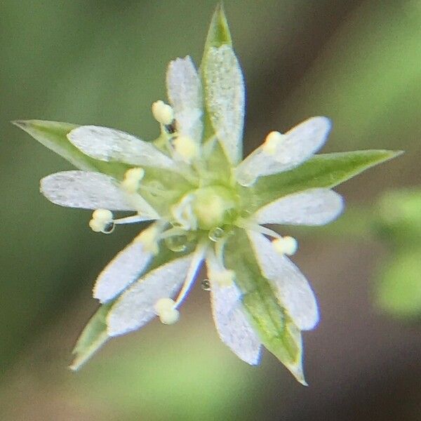 Stellaria alsine Цвят