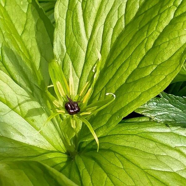 Paris quadrifolia Květ