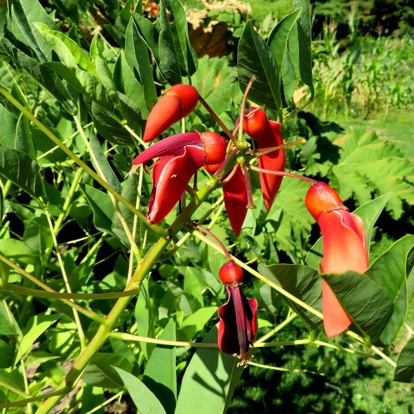 Erythrina crista-galli Λουλούδι