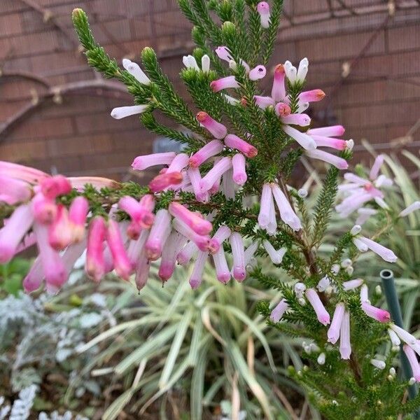 Erica verticillata Flower