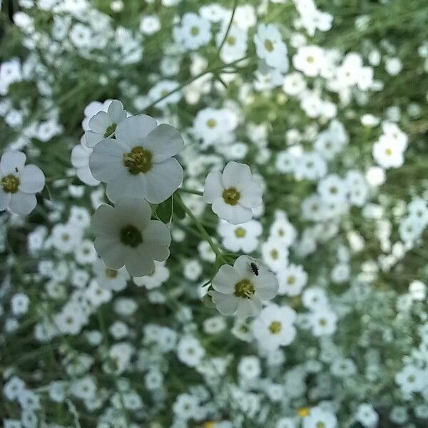 Euphorbia corollata ফুল