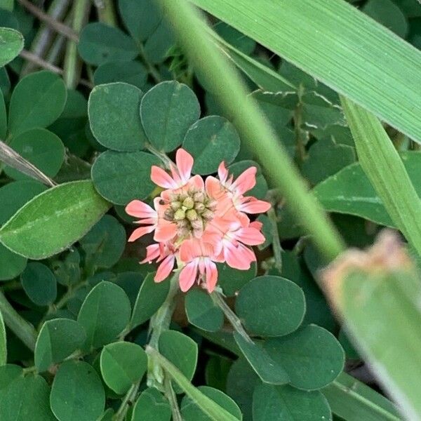 Indigofera spicata Flor