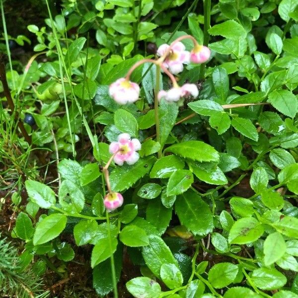 Chimaphila umbellata 葉