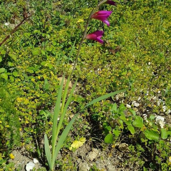 Gladiolus italicus Costuma