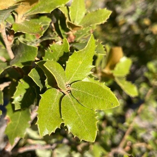 Quercus chrysolepis Ліст