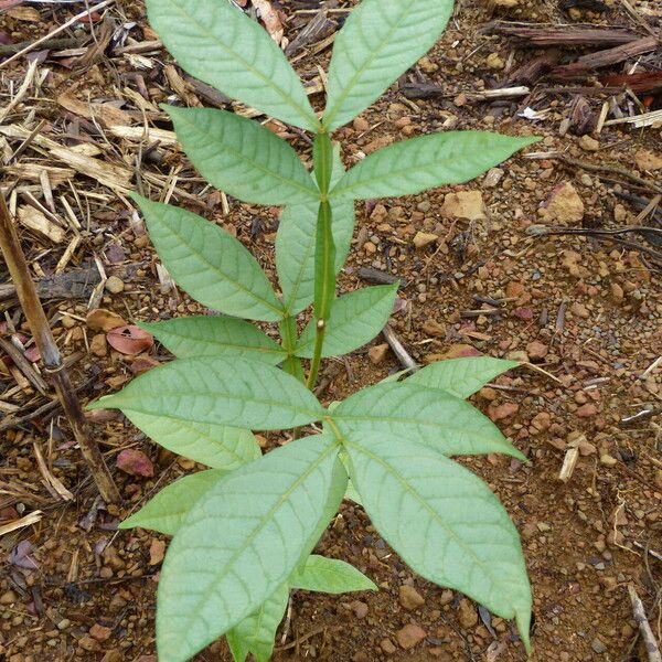 Inga edulis Folha