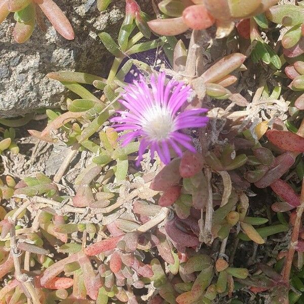 Disphyma crassifolium Floare