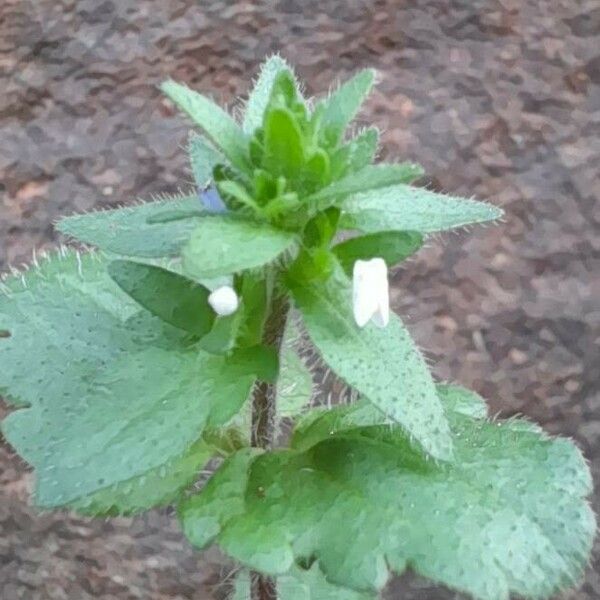 Veronica arvensis Φύλλο