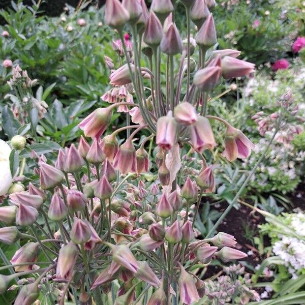 Allium siculum फूल