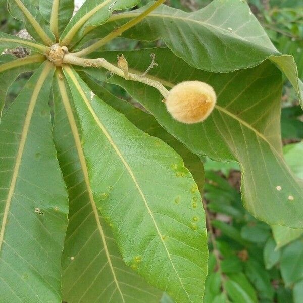 Aspidosperma tomentosum Fruit