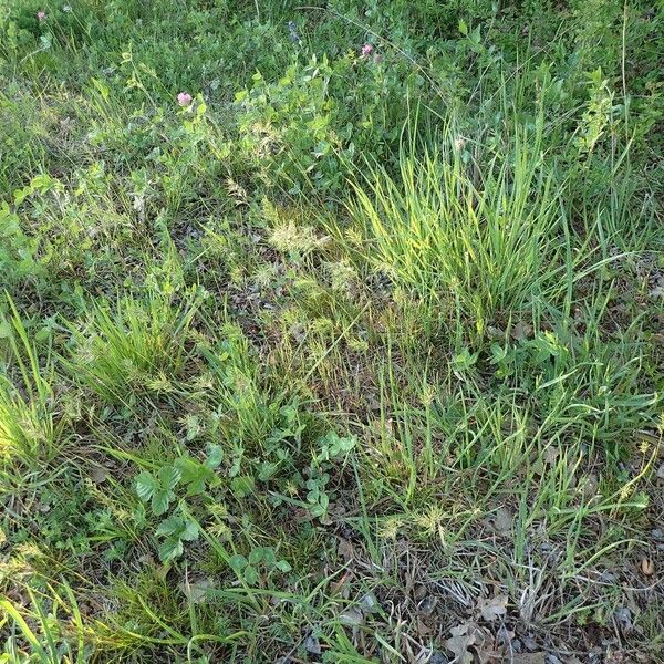 Poa bulbosa Habit