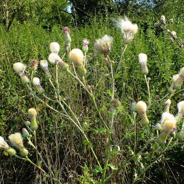 Cirsium arvense Frucht