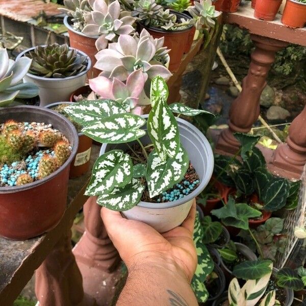 Caladium humboldtii 葉