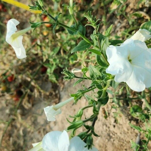 Petunia axillaris Hábitos