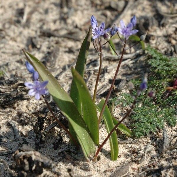 Scilla monophyllos ফুল