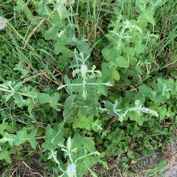 Mentha suaveolens फूल