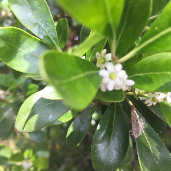 Ilex glabra Blad