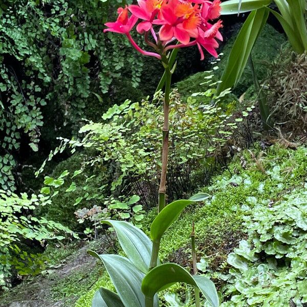 Epidendrum fulgens 形態