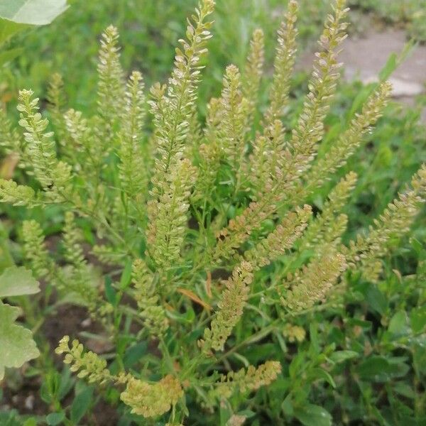 Lepidium virginicum Habit