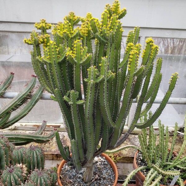 Euphorbia petraea Tervik taim