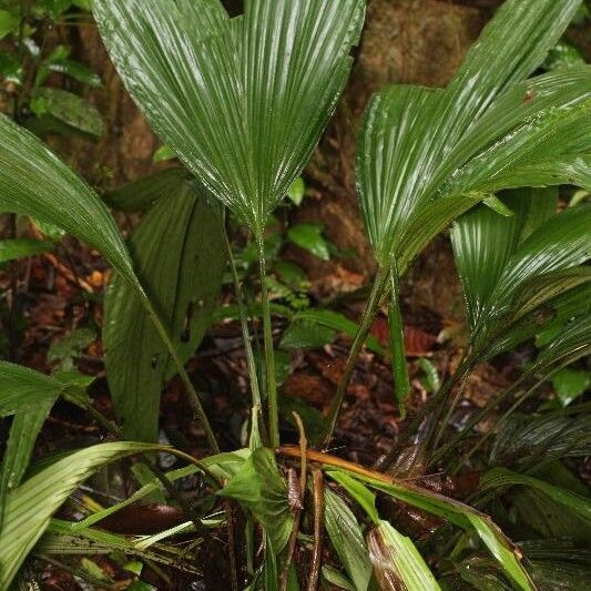 Asplundia brachyphylla