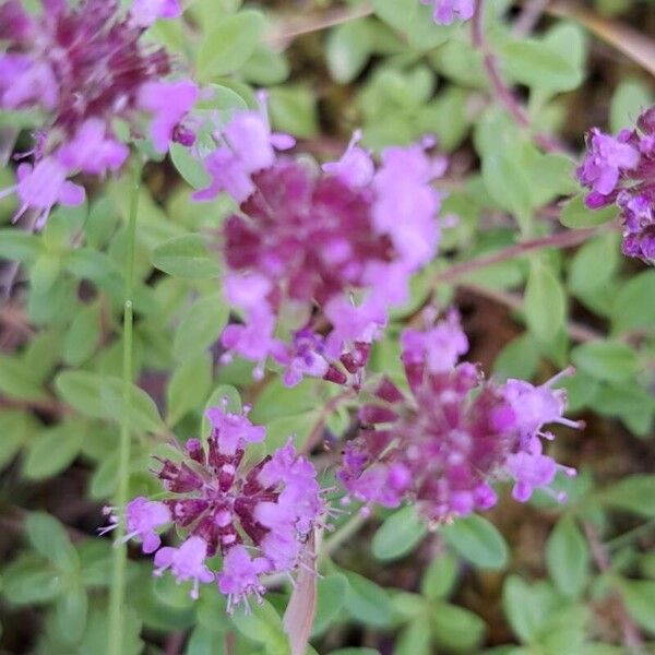 Thymus pulegioides Floare