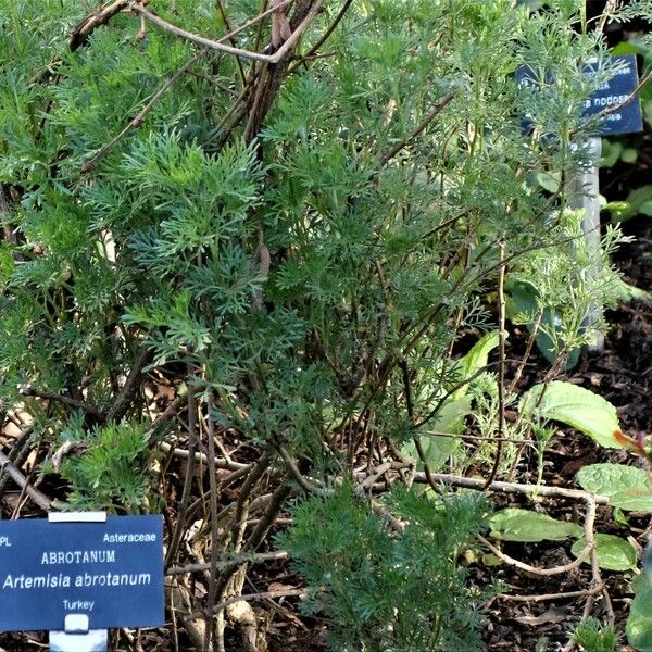 Artemisia abrotanum Foglia