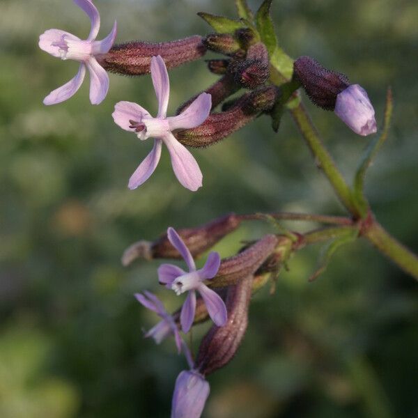 Silene fuscata ফুল