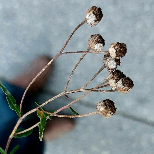 Achillea ptarmica Плод