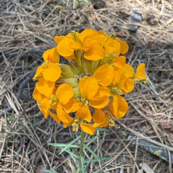 Erysimum asperum Blomst