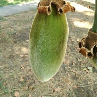 Adansonia digitata Ffrwyth