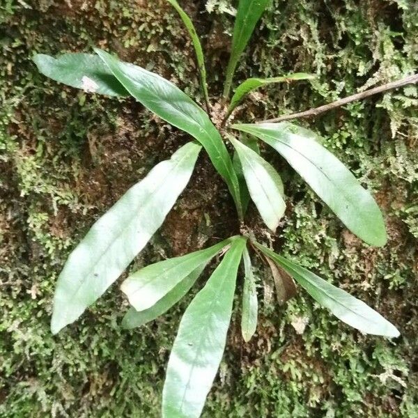 Microgramma lycopodioides Leaf