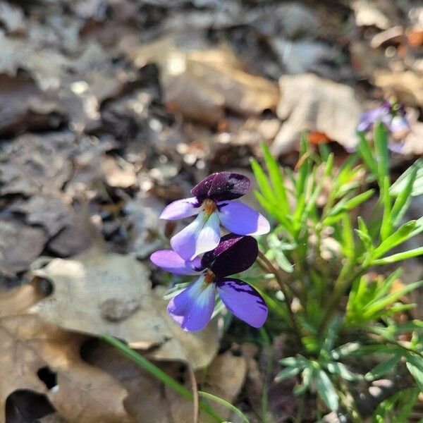 Viola pedata Flower