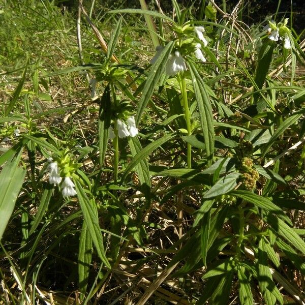 Leucas lavandulifolia Habitat