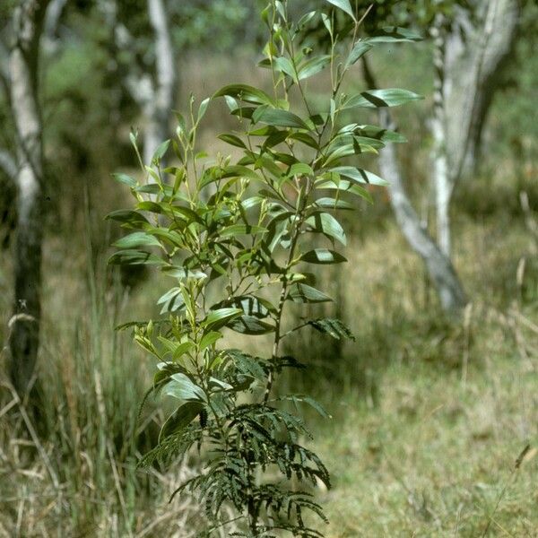 Acacia koa Leaf