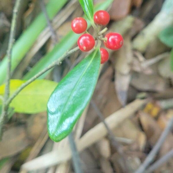 Ilex cassine Плод