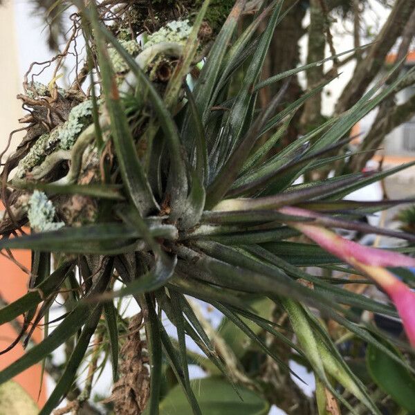 Tillandsia stricta Folio