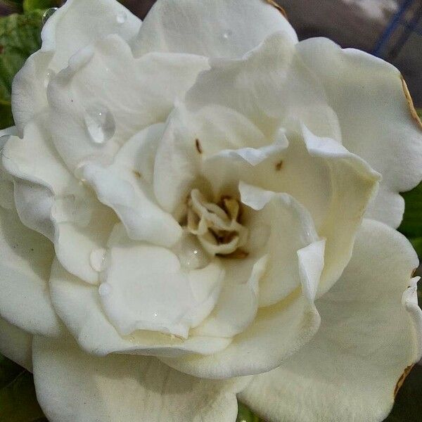 Gardenia jasminoides Flower