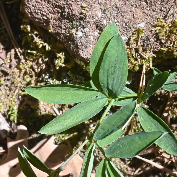 Lathyrus linifolius Hostoa