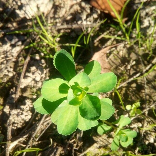 Euphorbia helioscopia Lehti