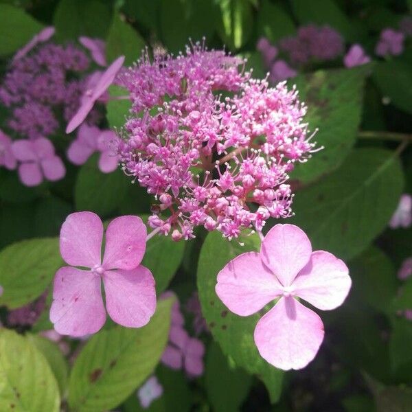 Hydrangea macrophylla ᱵᱟᱦᱟ