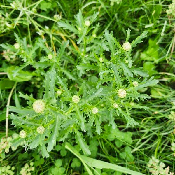 Leucanthemum ircutianum Fulla