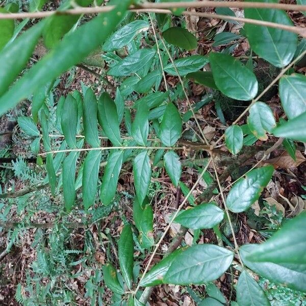 Cnestis polyphylla Blad