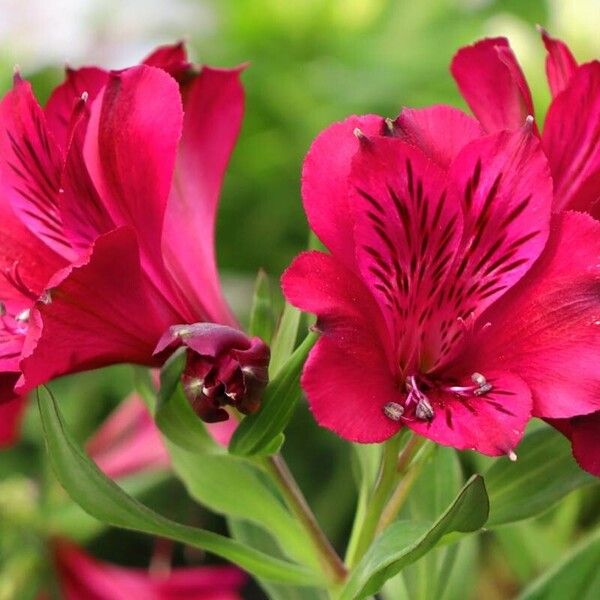 Alstroemeria aurea Кветка