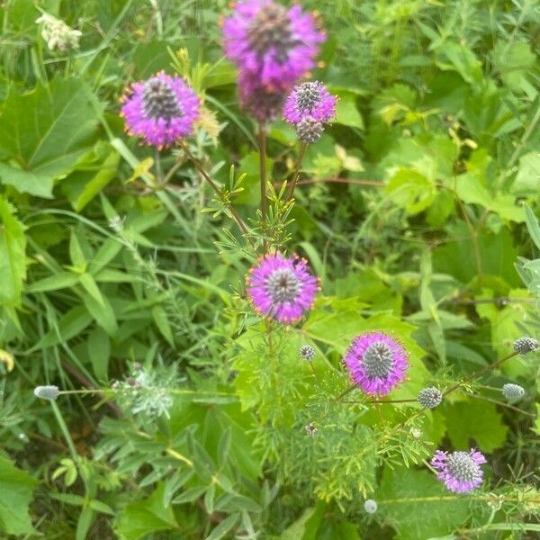 Dalea purpurea Flower